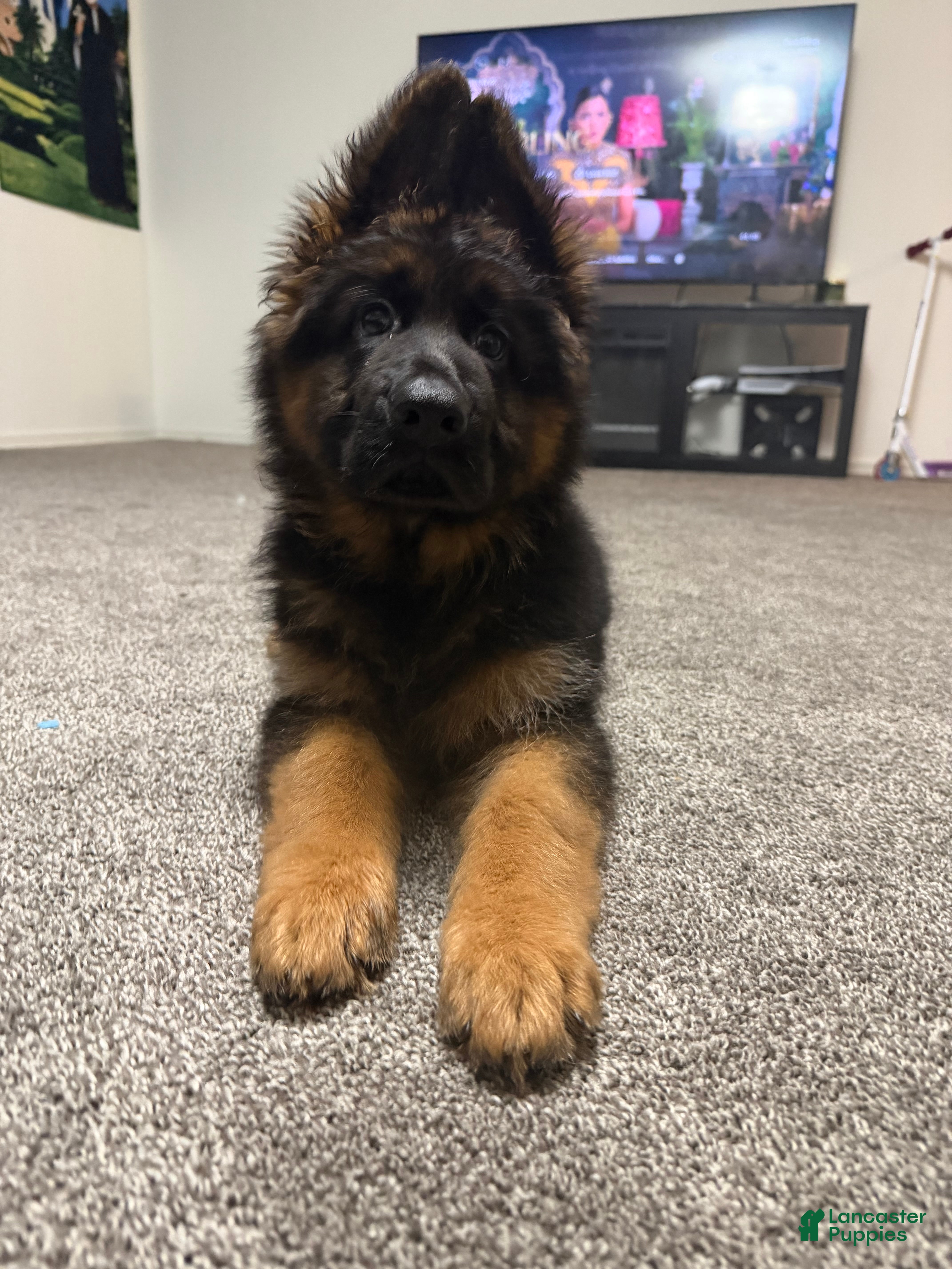 German Shepherd dogs for sale:  Luna - Ad 2