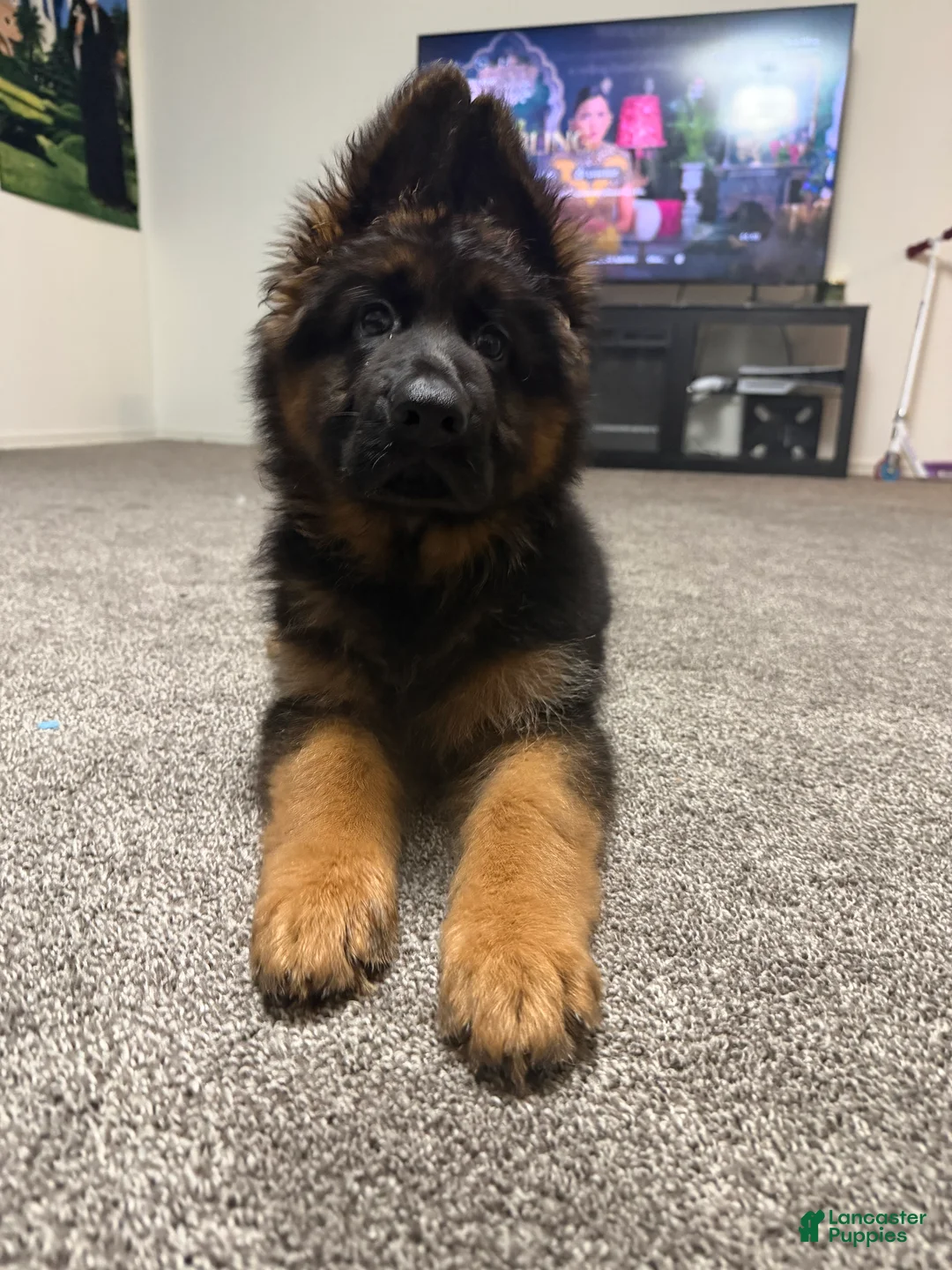 German Shepherd dogs for sale:  Luna - Ad 1