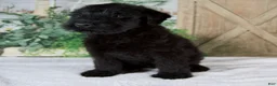 Giant Schnauzer dogs for sale: Kaylie - Ad 6
