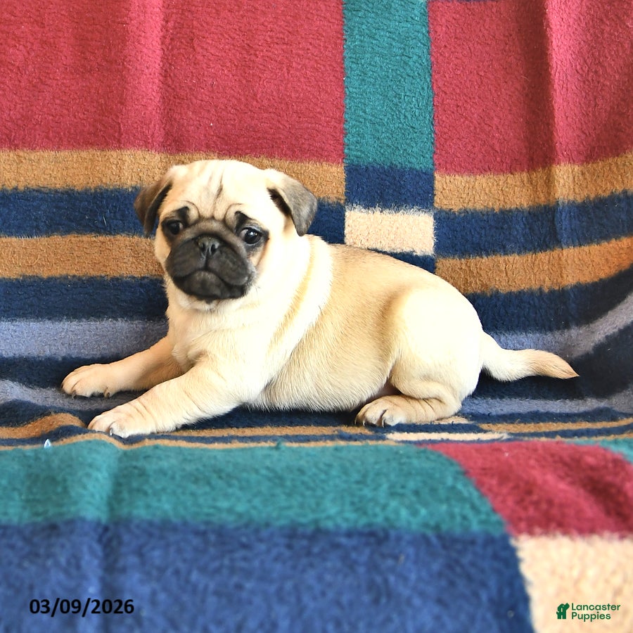 Pug dogs Rover - Ad 2