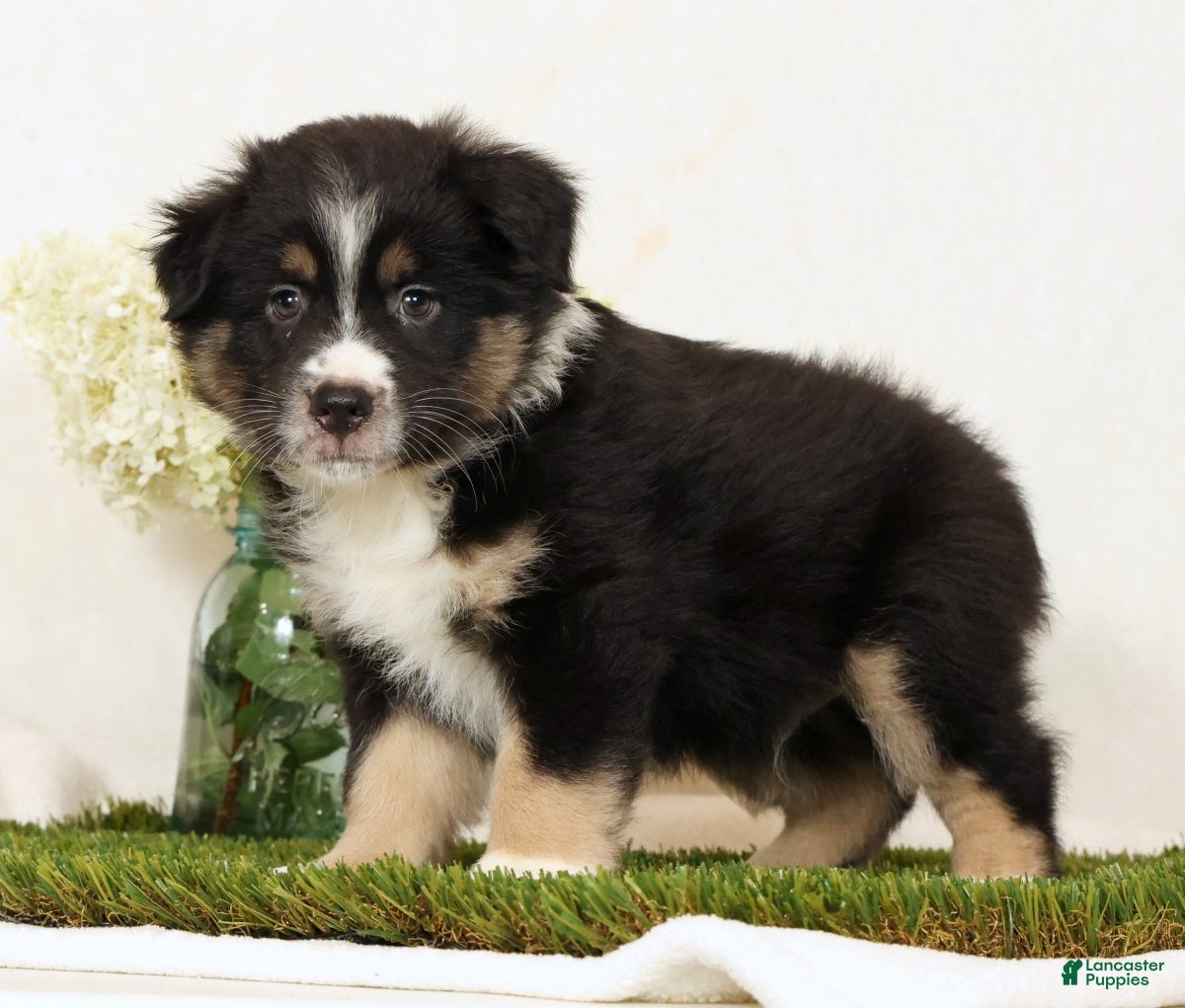 Miniature Australian Shepherd dogs Lego - Ad 1