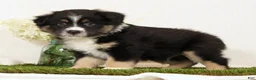 Miniature Australian Shepherd dogs for sale: Lego - Ad 1
