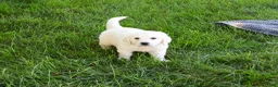 Golden Retriever dogs for sale: Oak - Ad 3