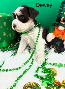 Miniature Schnauzer dogs Dewey - Ad 26
