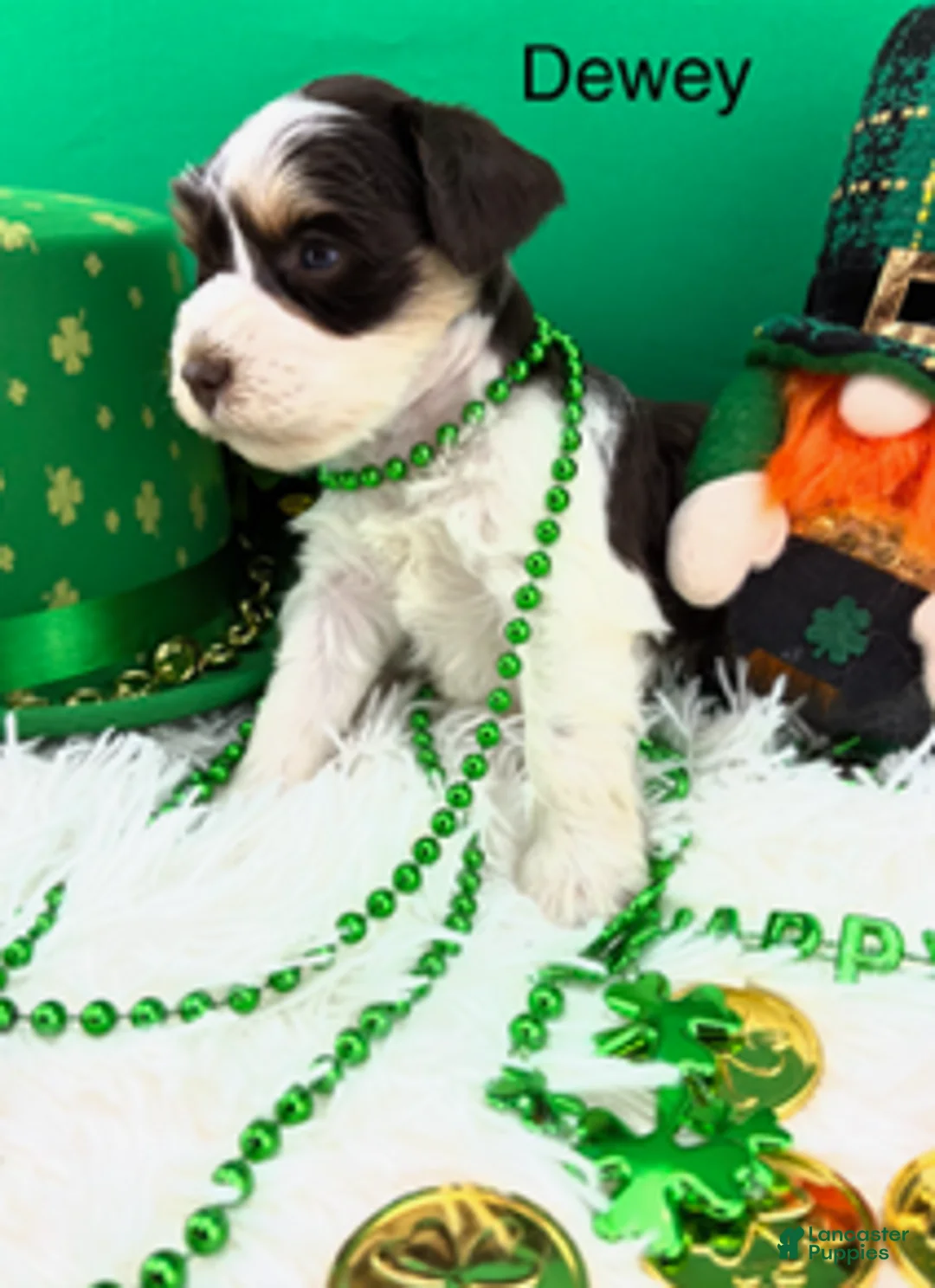 Miniature Schnauzer dogs for sale: Dewey - Ad 1