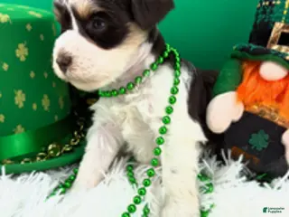 Miniature Schnauzer dogs Dewey - Ad 8