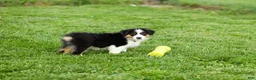 Miniature Australian Shepherd dogs for sale: Lassie Miniature Australian Shepherd Puppy  - Ad 2