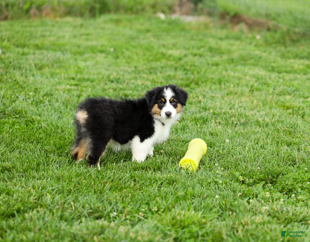 Miniature Australian Shepherd dogs for sale: Lassie Miniature Australian Shepherd Puppy  - Ad 2