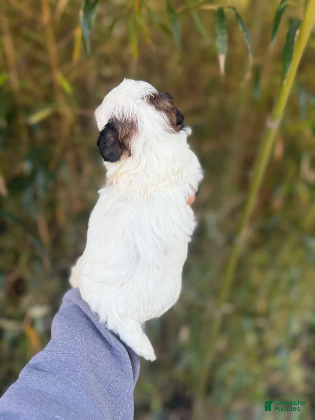 Shihpoo dogs for sale: Shihpoo Puppy 1 - Ad 2