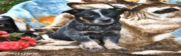 Australian Cattle Dog dogs for sale: Honey - Ad 4