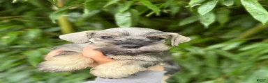 Miniature Schnauzer 4