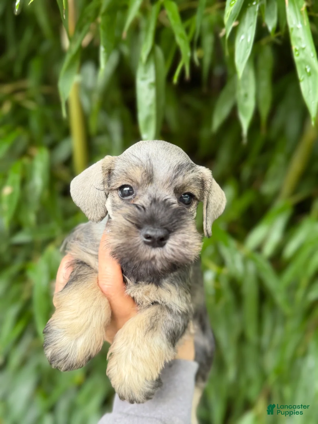 Miniature Schnauzer dogs for sale: Miniature Schnauzer 4 - Ad 1