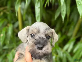 Miniature Schnauzer dogs Miniature Schnauzer 4 - Ad 40