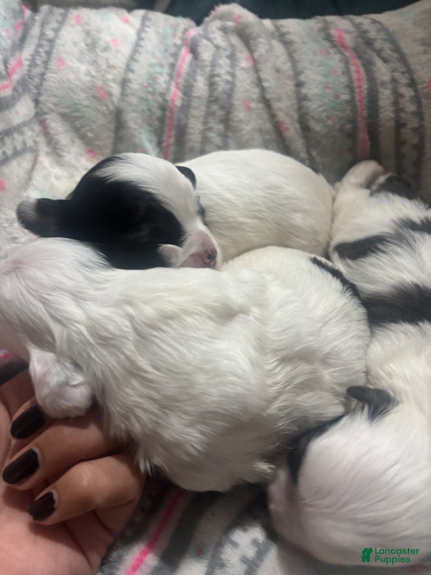 Shih Tzu dogs Shih Tzu 5 - Ad 11