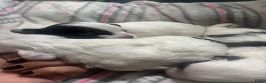 Shih Tzu 5