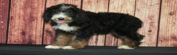 Bernedoodle dogs for sale: Ernie F1 - Ad 3