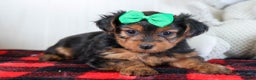 Yorkshire Terrier dogs for sale: CHLOE - Ad 11