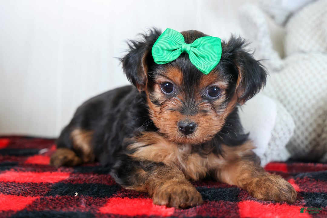 Yorkshire Terrier dogs for sale: CHLOE - Ad 11