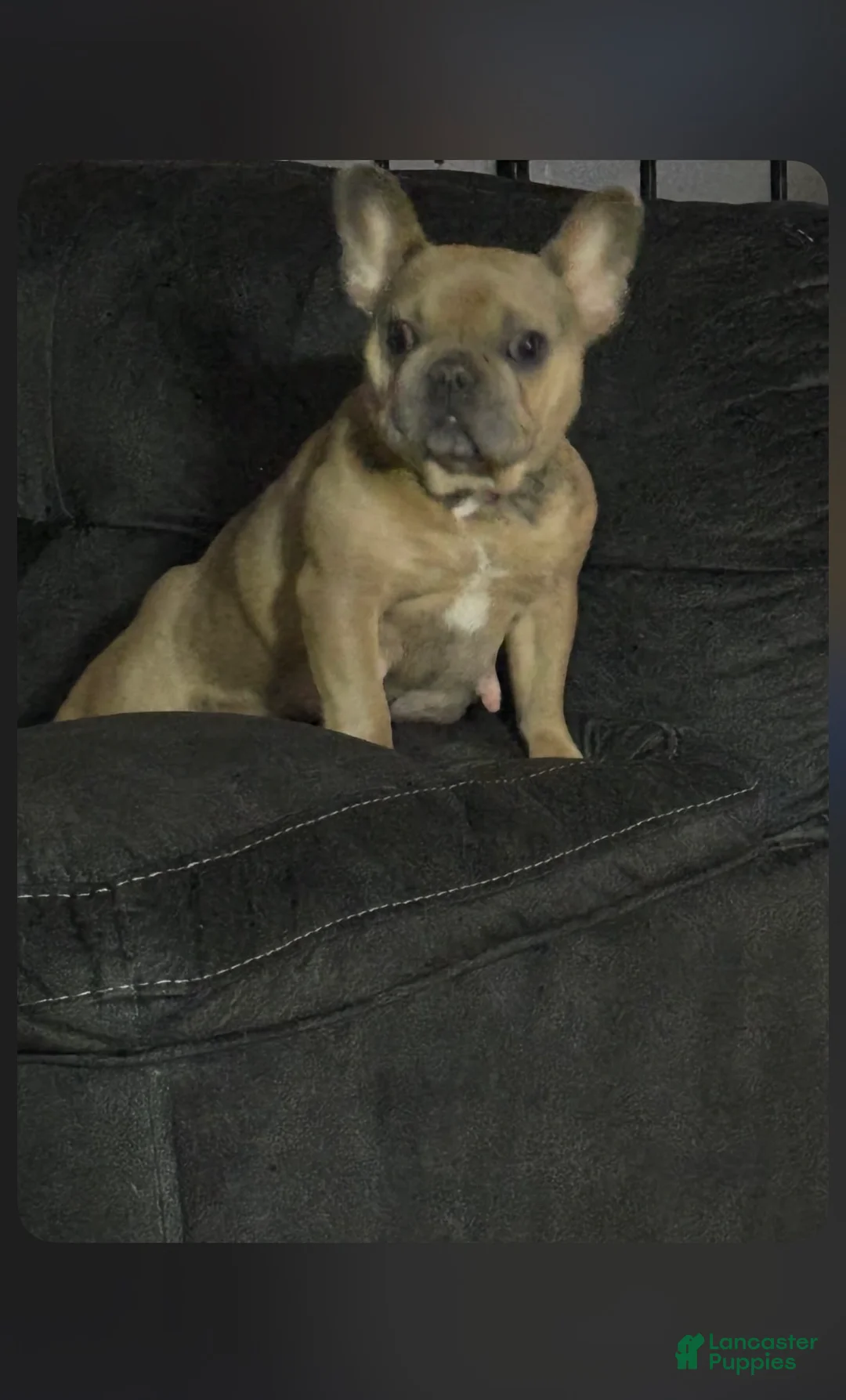 French Bulldog dogs for sale: French Bulldog Puppy 2 - Ad 2