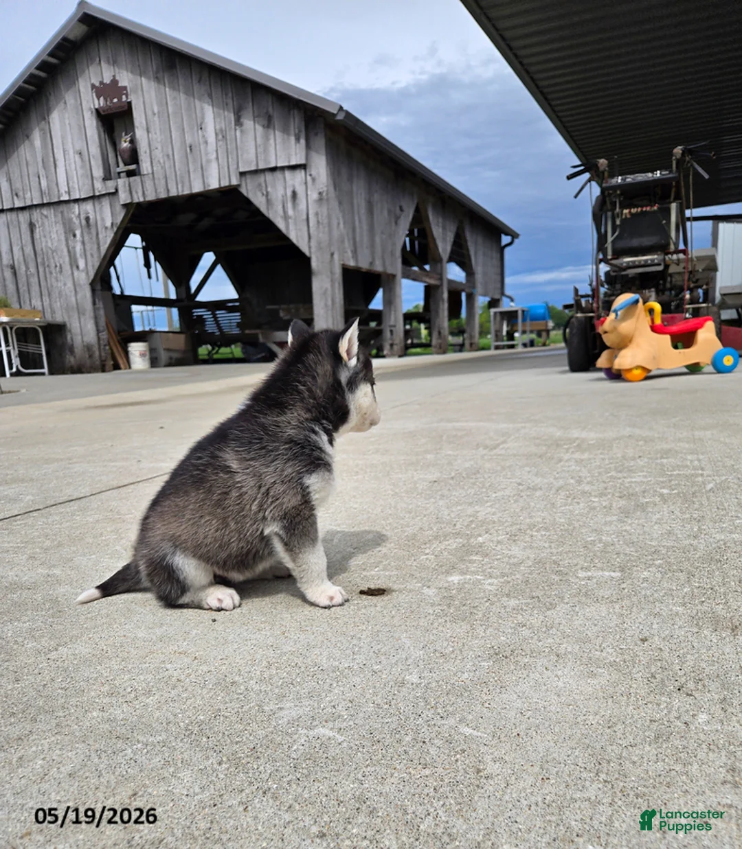 Pomsky dogs for sale: Juniper - Ad 3