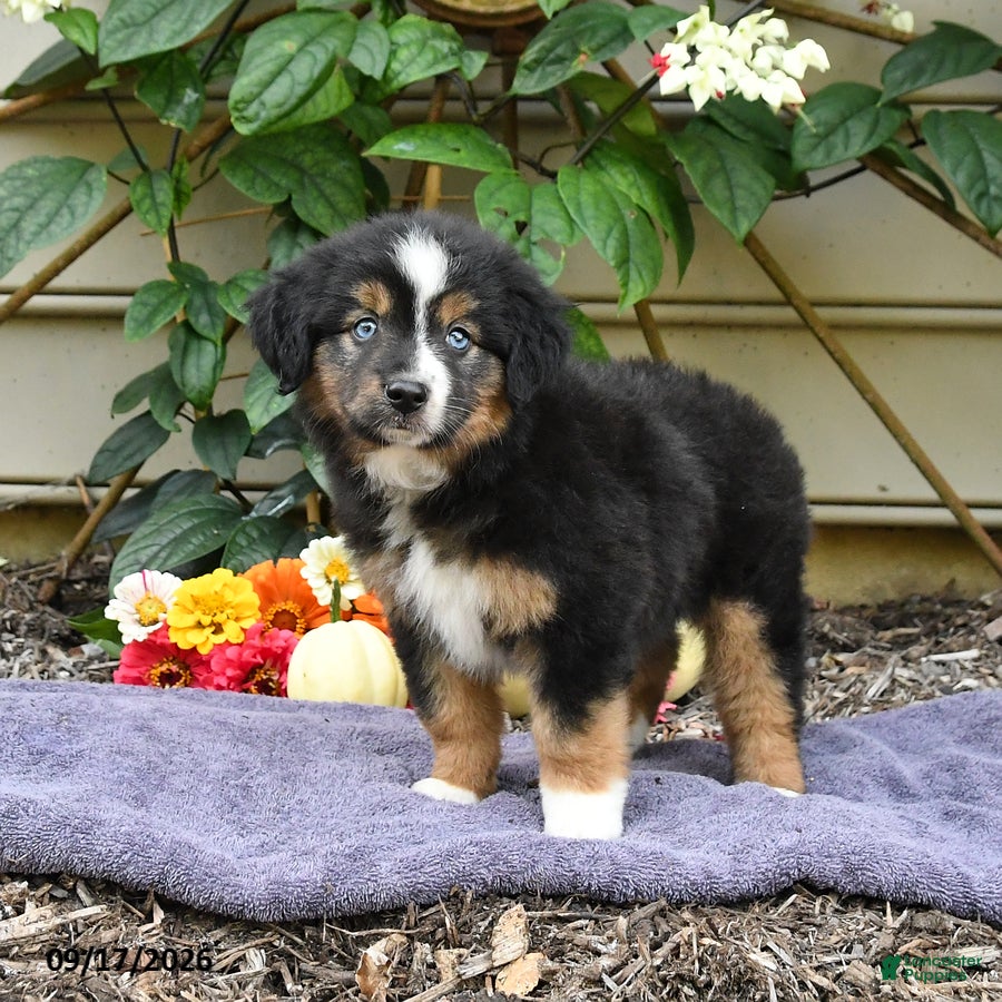 Miniature Australian Shepherd dogs Zinniea - Ad 2