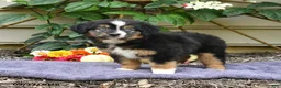 Miniature Australian Shepherd dogs for sale: Zinniea - Ad 2