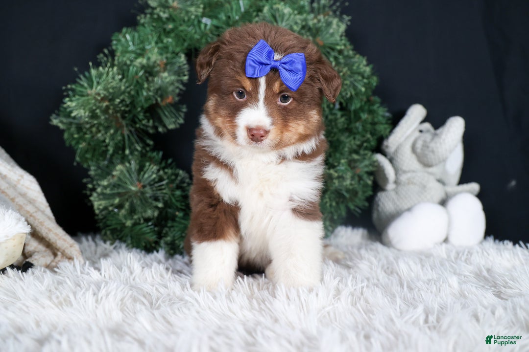 Miniature Australian Shepherd dogs for sale: SPIKE - Ad 10