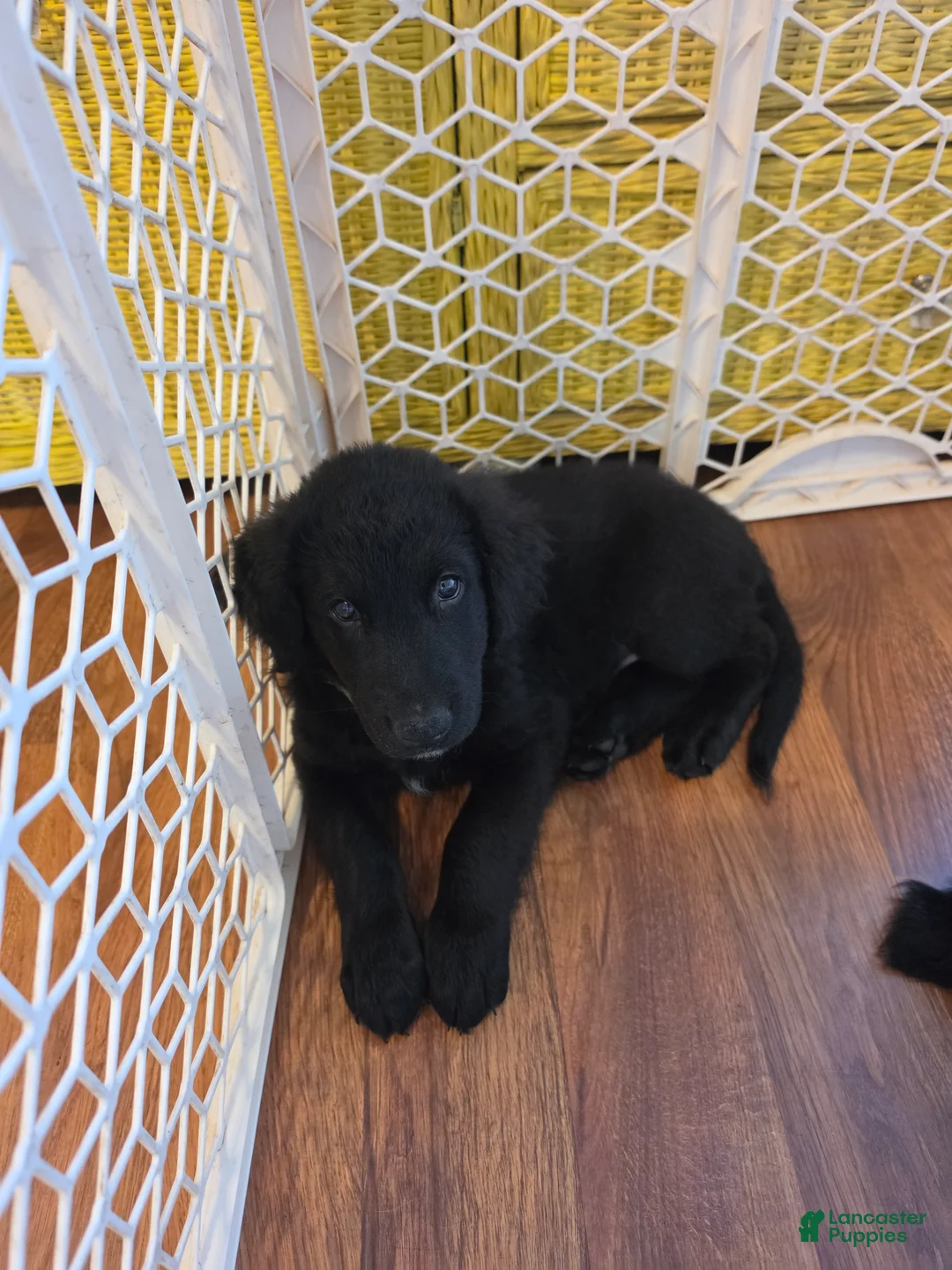 Mixed Breed dogs for sale: Mixed Breed Puppy 5 - Ad 1