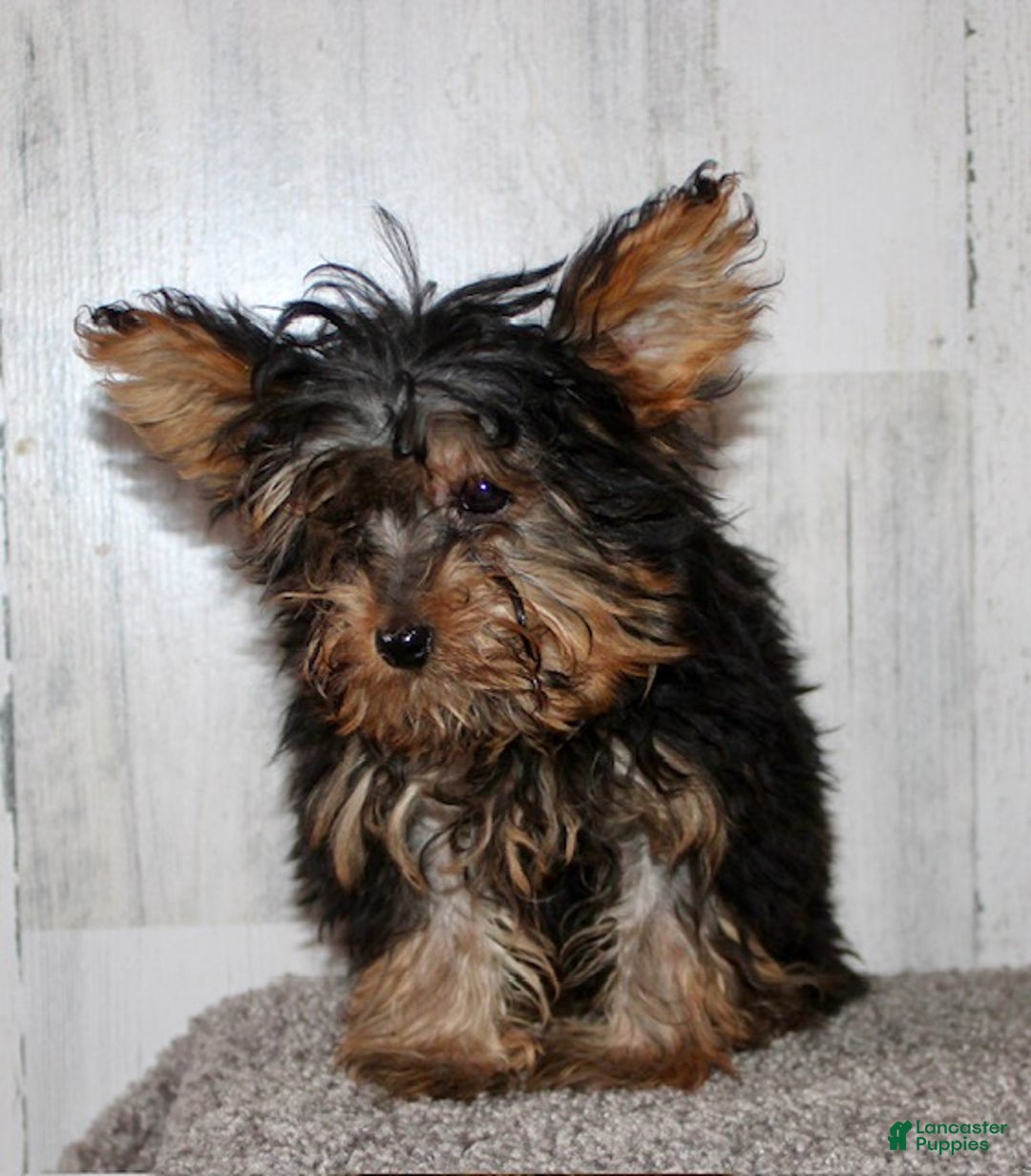 Yorkiepoo dogs for sale: Toby - Ad 4