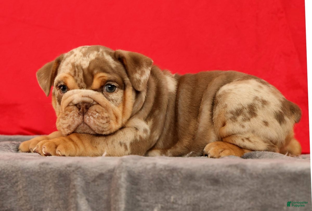 English Bulldog dogs Scarlett - Ad 2