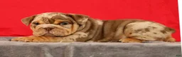 English Bulldog dogs for sale: Scarlett - Ad 2