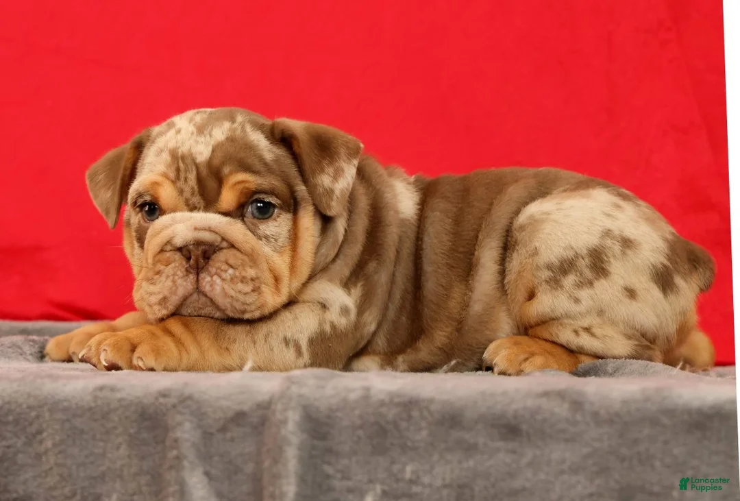 English Bulldog dogs for sale: Scarlett - Ad 2