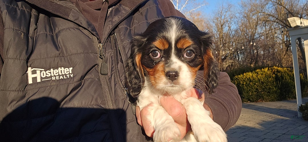 Cavalier King Charles Spaniel dogs for sale: Vivian - Ad 1