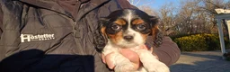 Cavalier King Charles Spaniel dogs for sale: Vivian - Ad 1