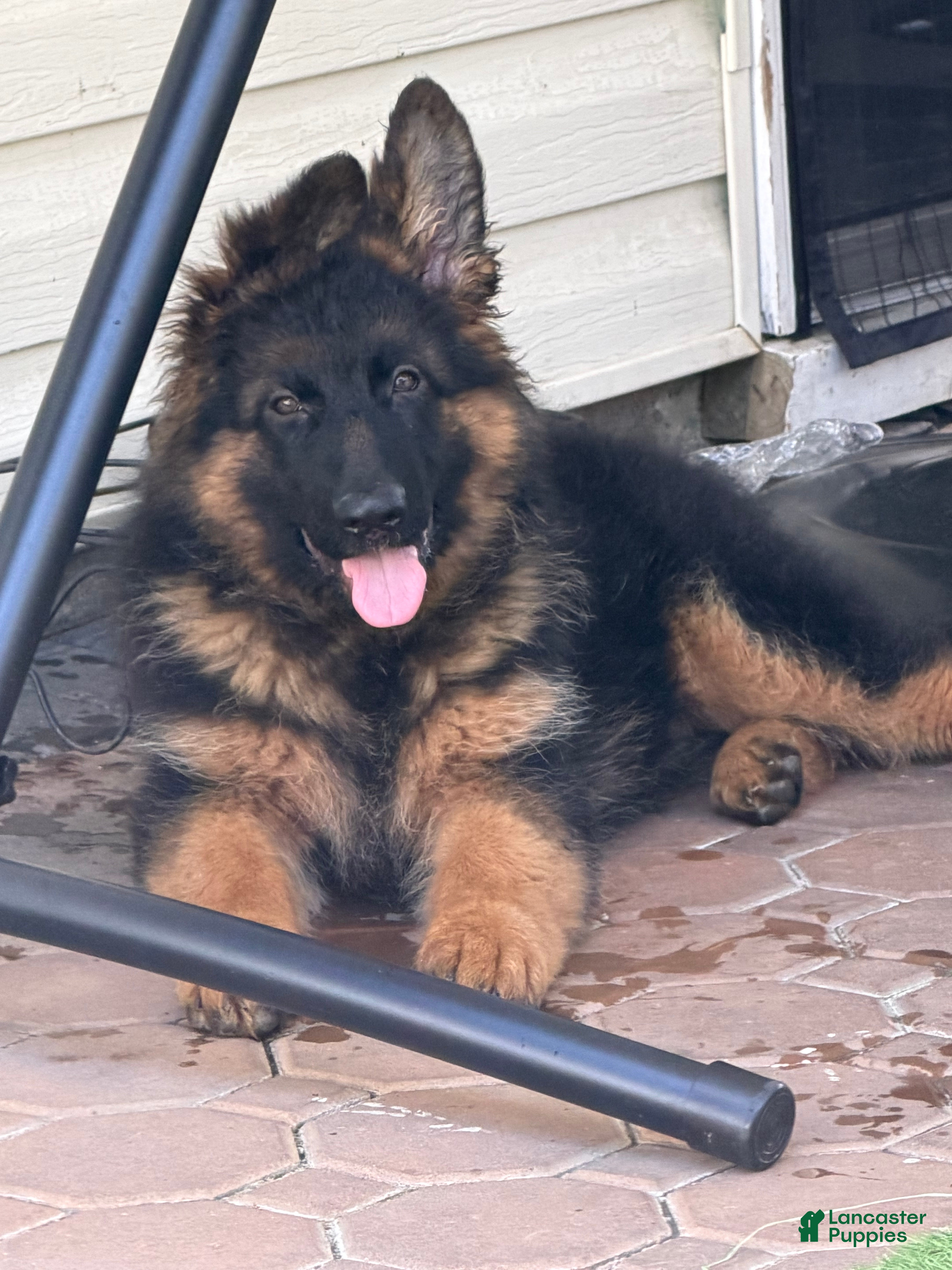 German Shepherd dogs Simba - Ad 2