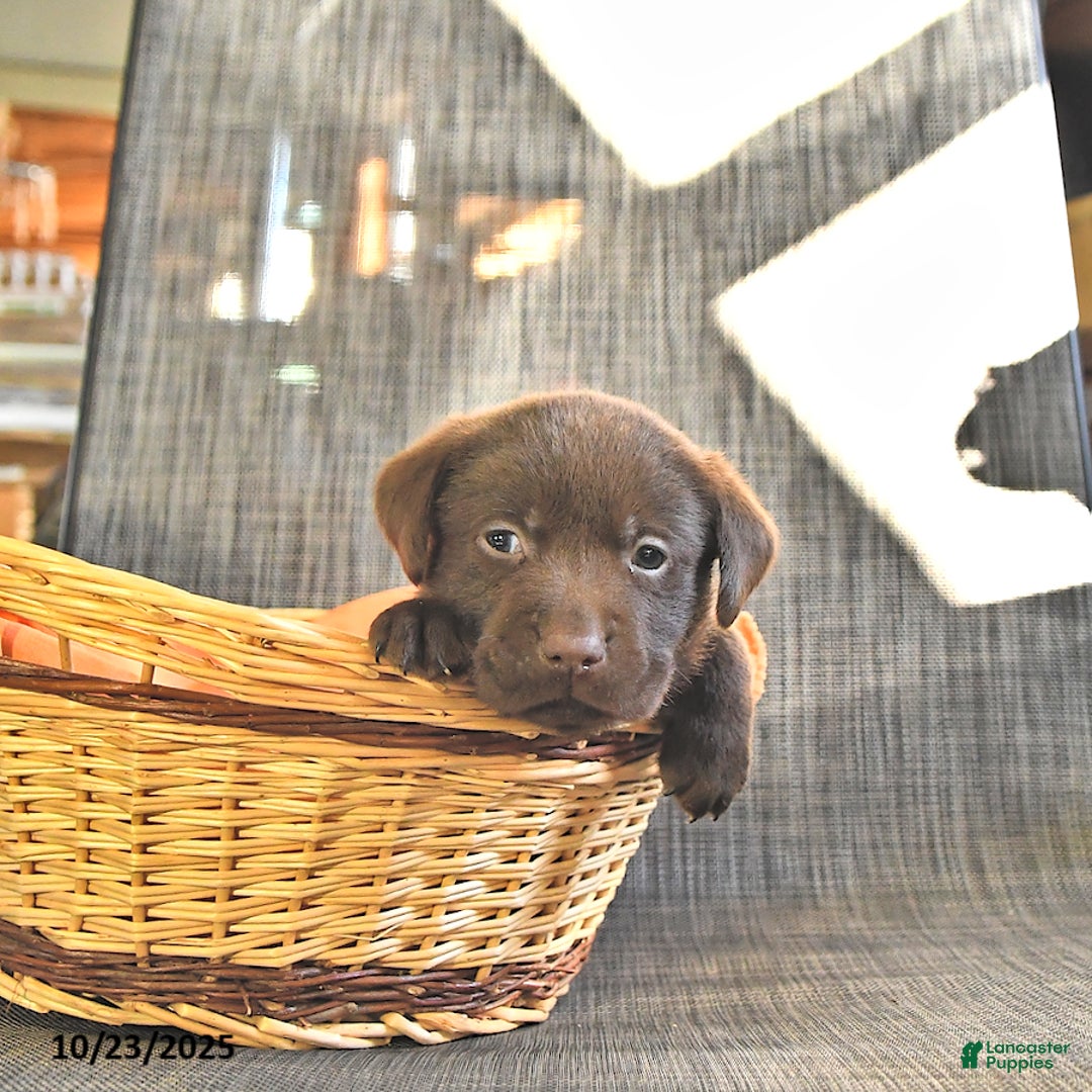 Labrador Retriever dogs for sale: Terry - Ad 2