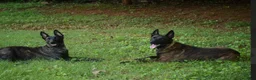 Dutch Shepherd dogs for sale: Jinx - Ad 3