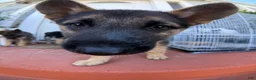 German Shepherd dogs for sale: German Shepherd 3 - Ad 5