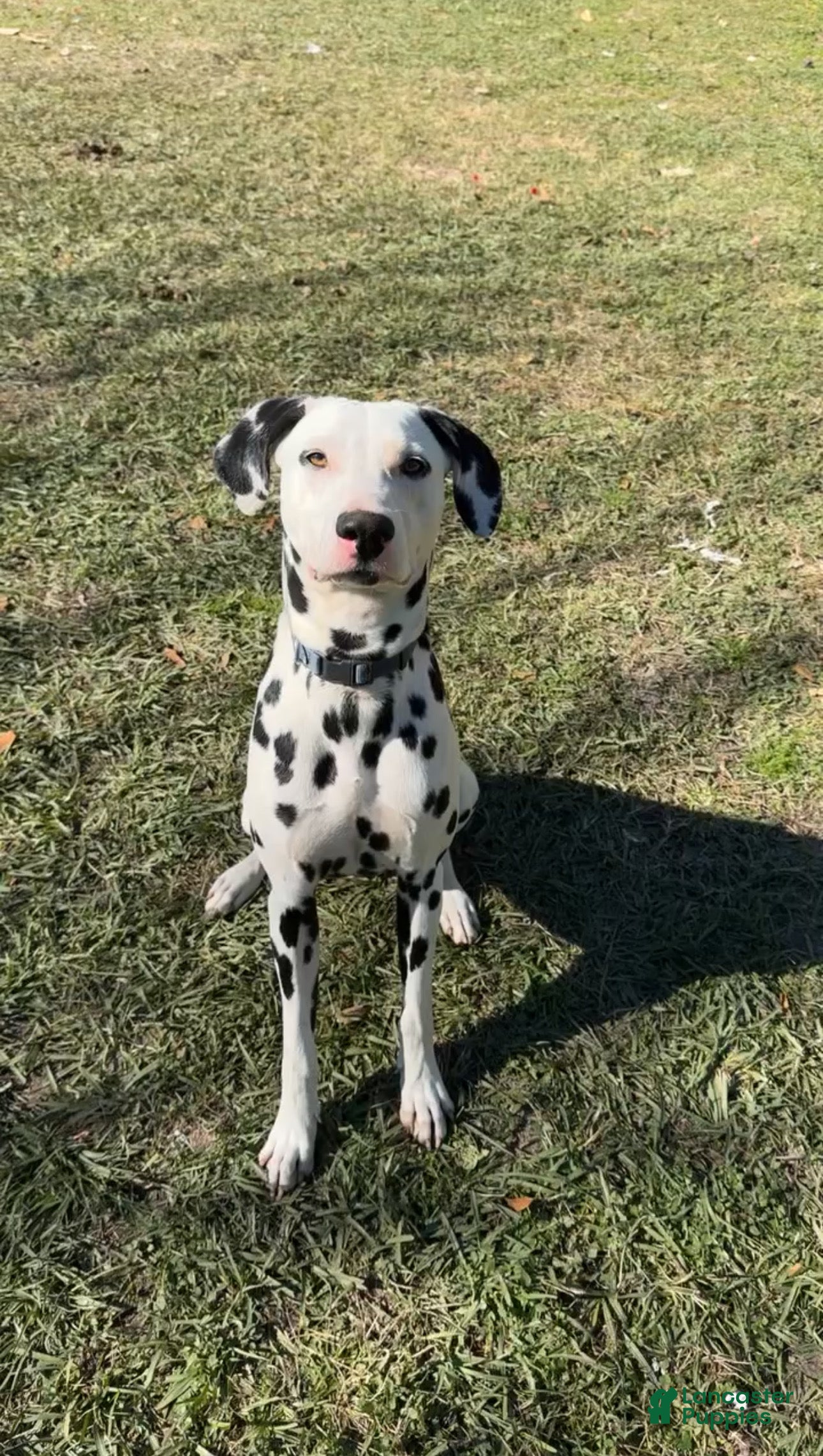 Benji