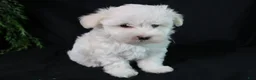 Maltese dogs for sale: Molly - Ad 12