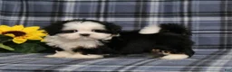 Shih Tzu dogs for sale: Blaire - Ad 3
