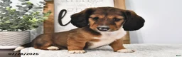 Miniature Dachshund dogs for sale: Marcy - Ad 4