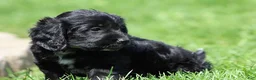 Mixed Breed dogs for sale: Beauty - Ad 2