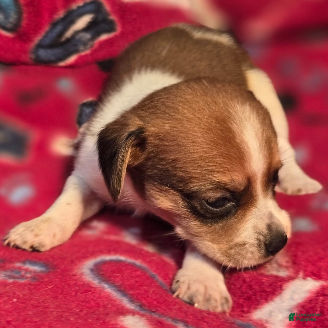 Beagle dogs for sale: Luke Queen Elizabeth Pocket Beagle - Ad 3