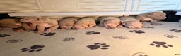American Bully dogs for sale: American Bully 5 - Ad 5