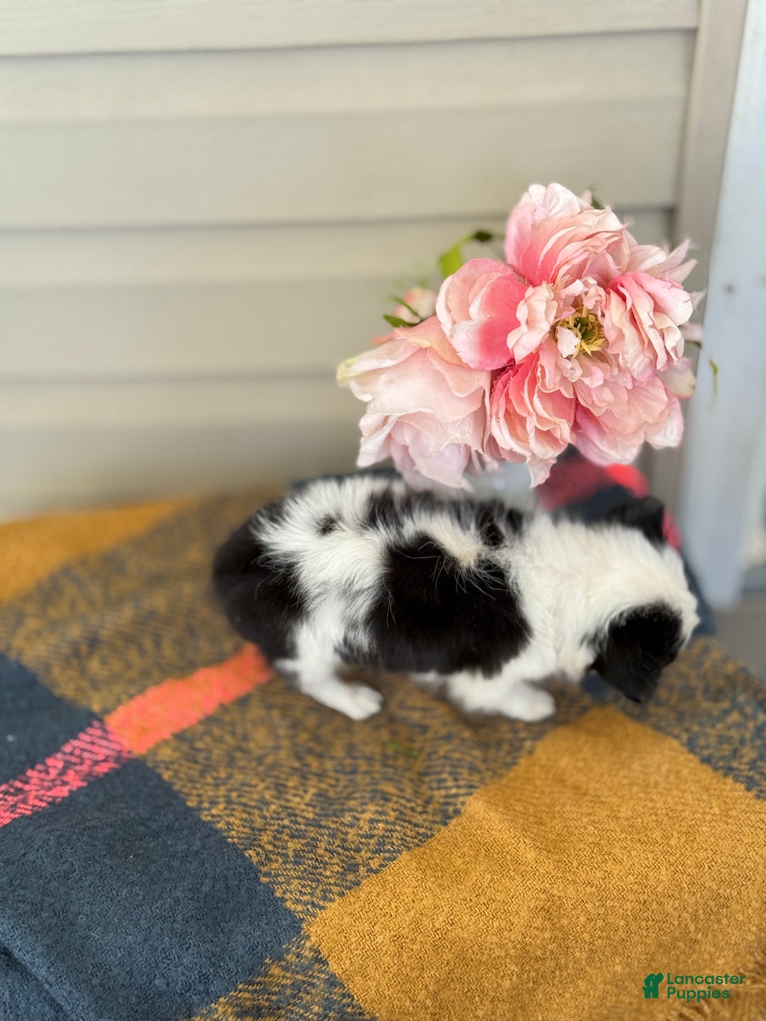 Chihuahua dogs for sale: Quest - Ad 6