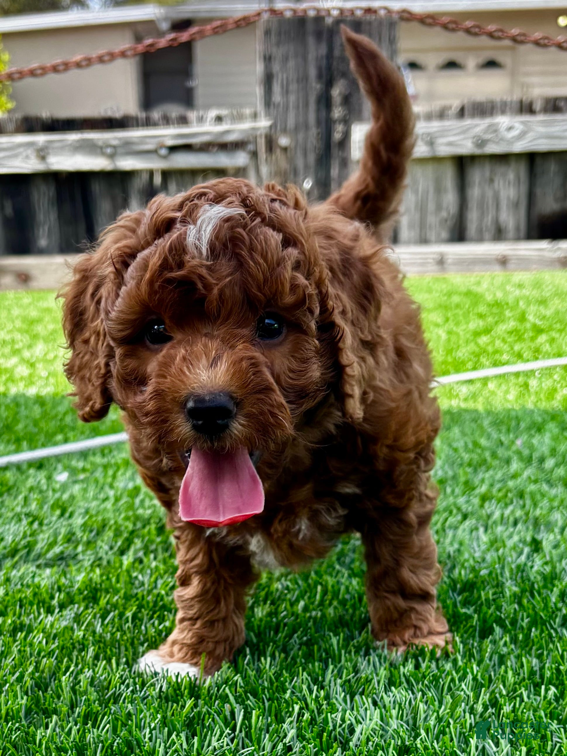 Mini Goldendoodle dogs Chia - Ad 2