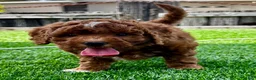 Mini Goldendoodle dogs for sale: Chia - Ad 2