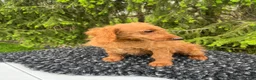 Mini Goldendoodle dogs for sale: Lucy - Ad 3