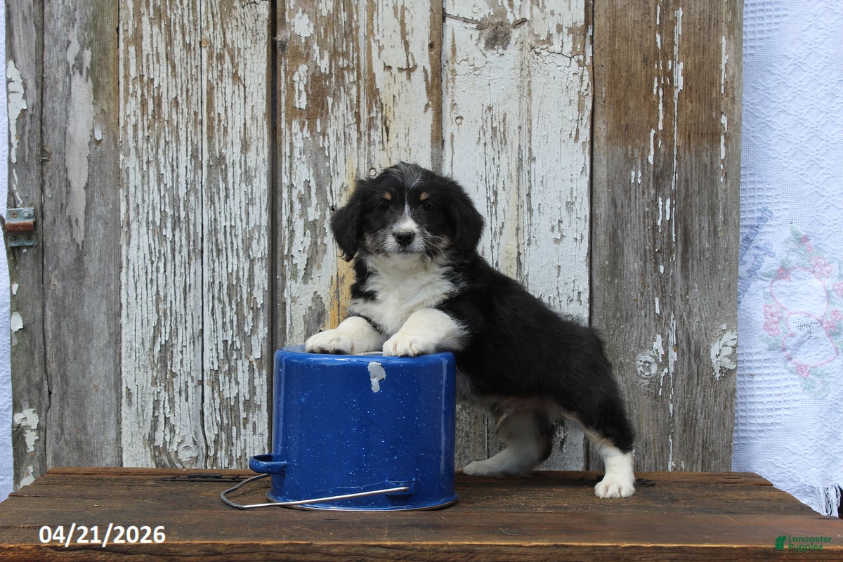 Corgipoo dogs Wiley - Ad 1